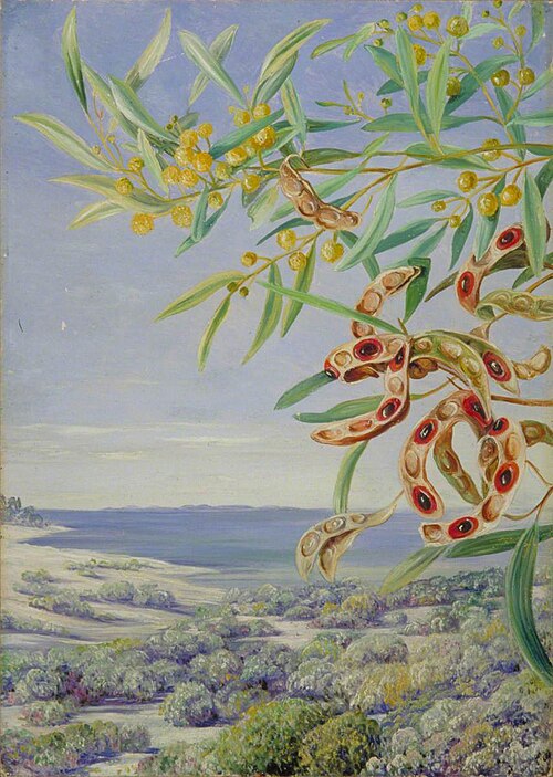 Various Species of Acacia and Other Shrubs, Good for Binding the Sandy Shore at Fremantle, West Aust, , Marianne North