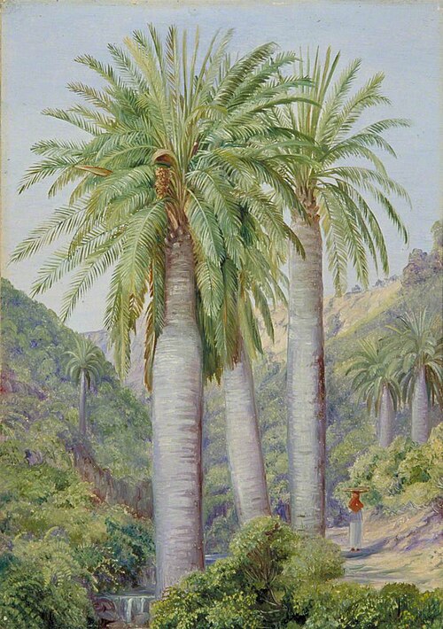 Chilian Palms in the Valley of Salto, , Marianne North