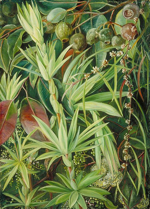 West Australian Vegetation, , Marianne North