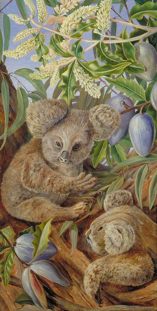 Australian Bears and Australian Pears (Koala), , Marianne North