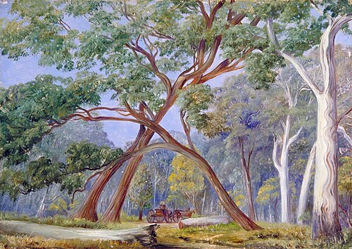 White Gum and Stringy-Bark Trees, New South Wales, , Marianne North
