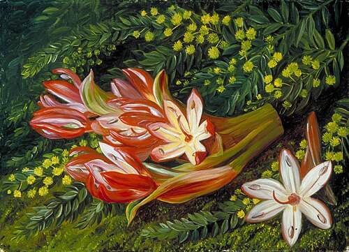 Australian Spear Lily and an Acacia, , Marianne North