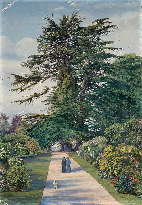 Cedar Path, Alderley Garden, Gloucestershire, , Marianne North