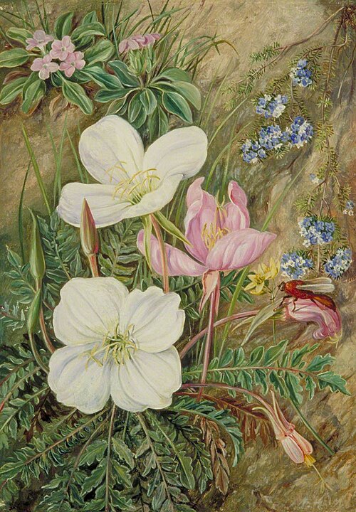 Common Flowers of Chili, , Marianne North