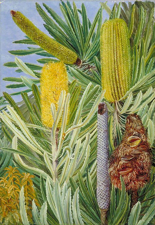 A West Australian Banksia, , Marianne North
