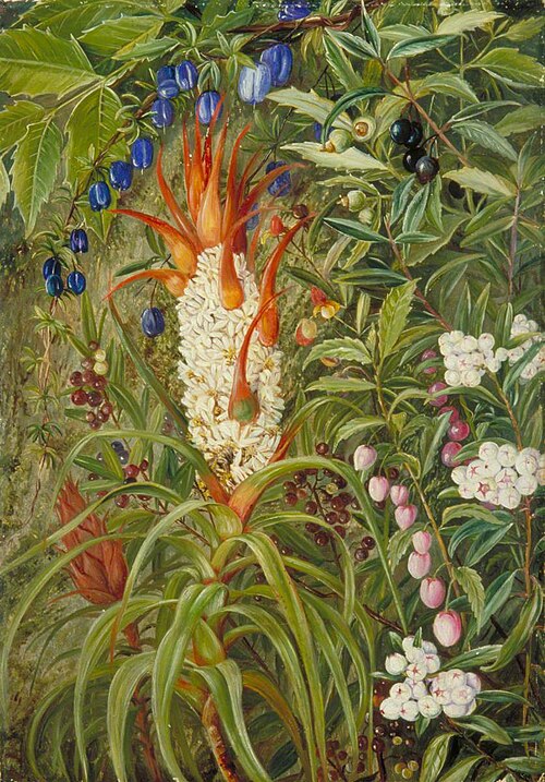 Berry-Bearing Tasmanian Shrubs, , Marianne North