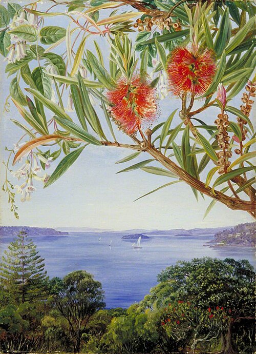 Two Australian Shrubs with Sydney Harbour below, , Marianne North