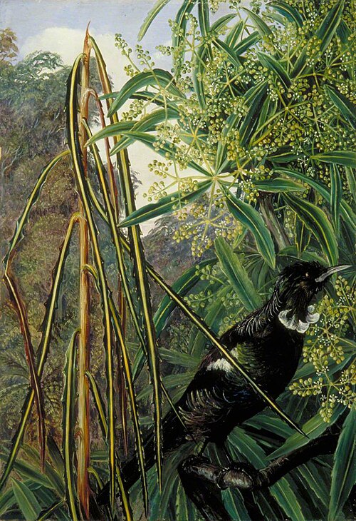 Fishbone Tree and the Parson Bird of New Zealand, , Marianne North