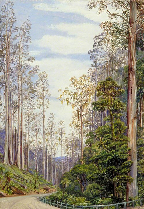 Trees near Fernshaw, Victoria, , Marianne North