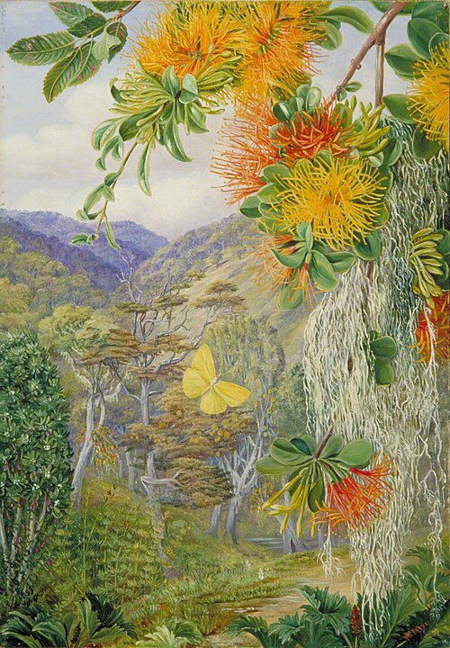 Parasites on Beech Trees, Chili, , Marianne North