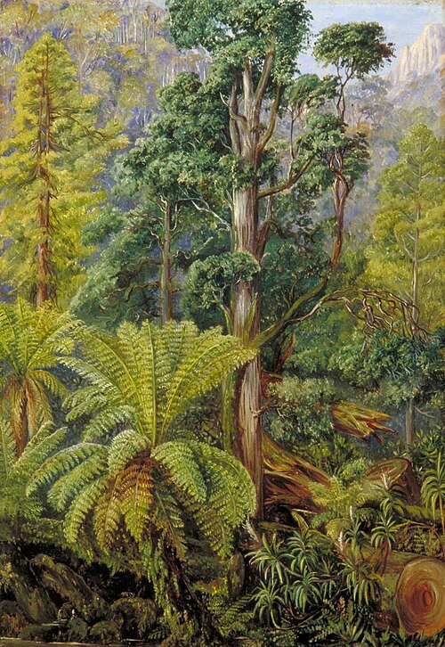 View of the Forest on Mount Wellington, Tasmania, , Marianne North