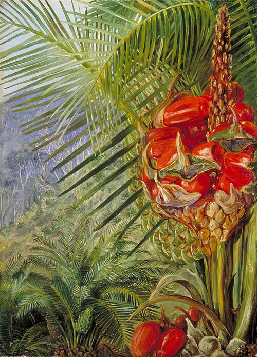 Ripe Cone of a Cycad, Illawarra, New South Wales, , Marianne North