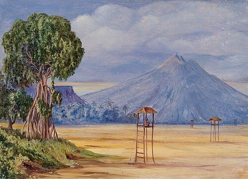 Curious Fig Tree for 'Crow Keeping' in Java, , Marianne North
