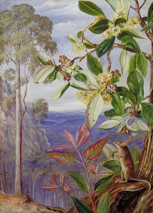 View over the Blue Mountains towards the Sea, New South Wales, , Marianne North