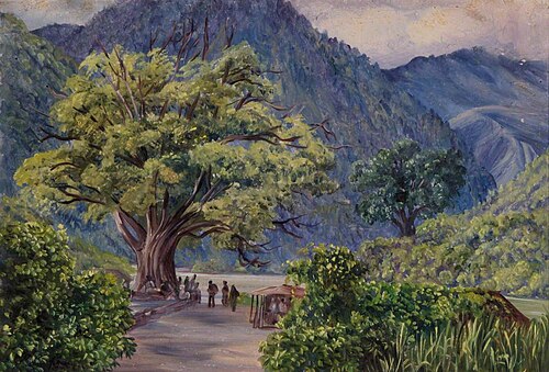 Kyare, India, with Ficus bengalensis, , Marianne North