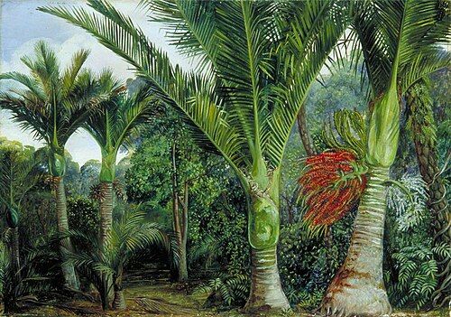 Group of Nikau Palms with the Background of the Kawa Kawa, New Zealand, , Marianne North