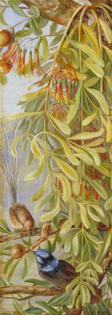 Australian Sandalwood with Mistletoe and Emu Wren, West Australia, , Marianne North
