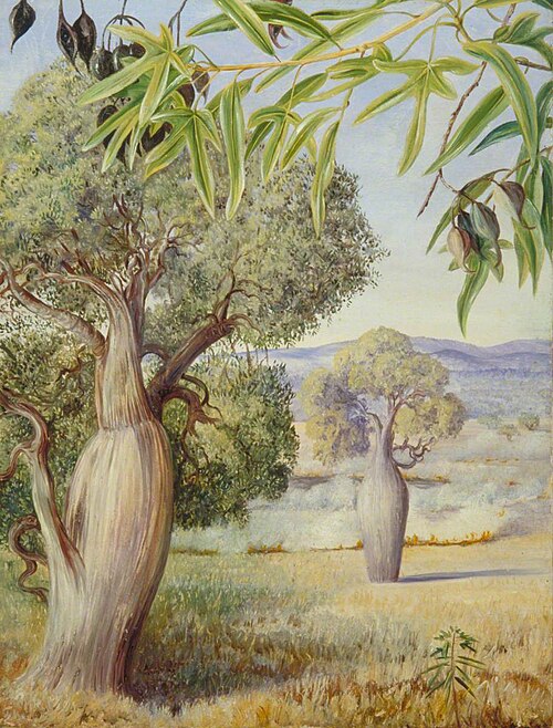 The Bottle Tree of Queensland, , Marianne North