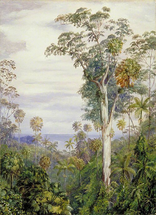 White Gum Trees and Palms, Illawarra, New South Wales, , Marianne North