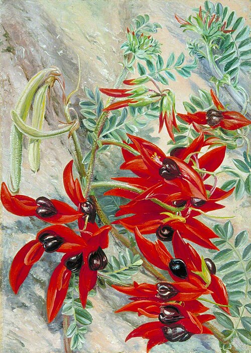 The Australian Parrot Flower, , Marianne North