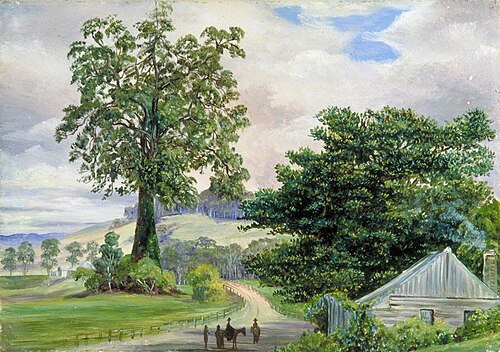 Fig-Tree Village and Its Big Godfather, Illawarra, , Marianne North
