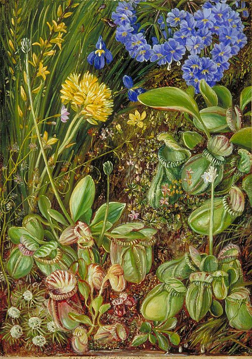 West Australian Plants, , Marianne North