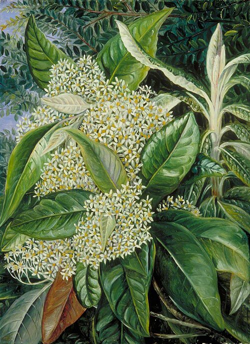 Musk Tree and Background of Evergreen 'Beech', Victoria, , Marianne North