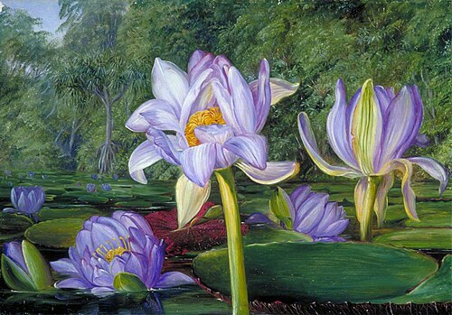View in the Botanic Garden, Brisbane, Queensland, , Marianne North