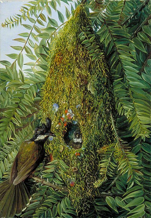Nest of the Coachman's Whip Bird in a Bunya-Bunya, Queensland, , Marianne North