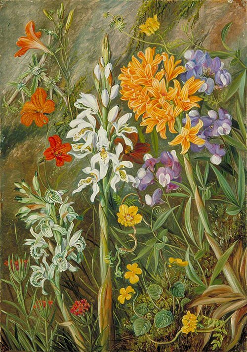 Chilian Ground Orchids and Other Flowers, , Marianne North