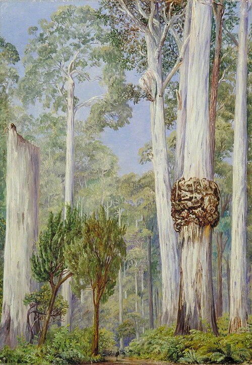 Karri Gums near the Warren River, West Australia, , Marianne North