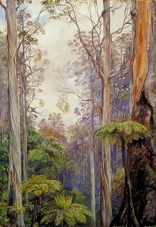 Gum Trees and Tree Ferns, Victoria, , Marianne North
