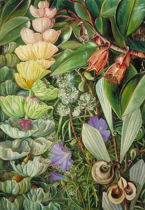 West Australian Shrubby Vegetation, , Marianne North