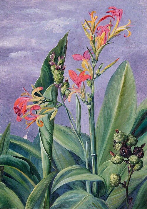 Unidentified Plants, , Marianne North