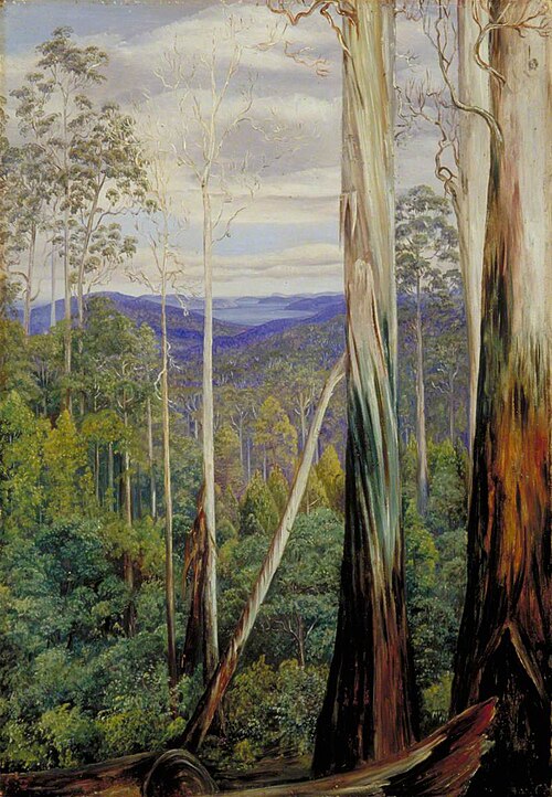 Blue Gum Trees, Silver Wattle and Sassafras on the Huon Road, Tasmania, , Marianne North