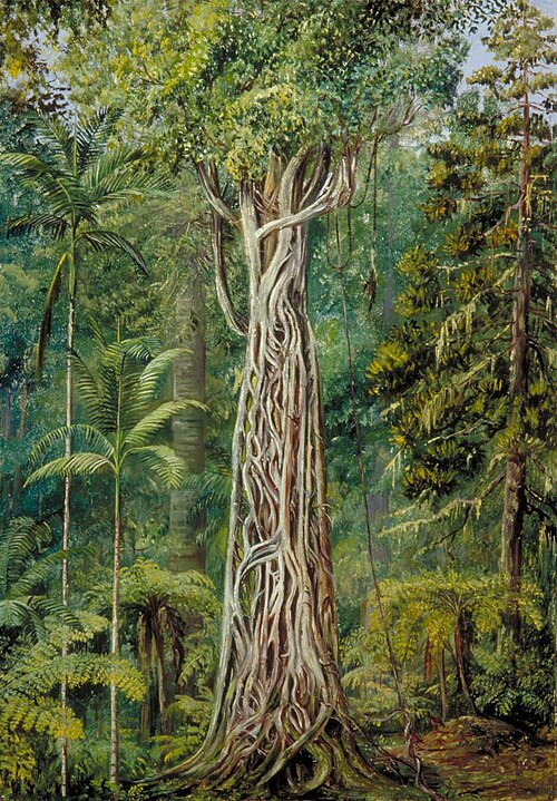 Poison Tree Strangled by a Fig, Queensland, , Marianne North