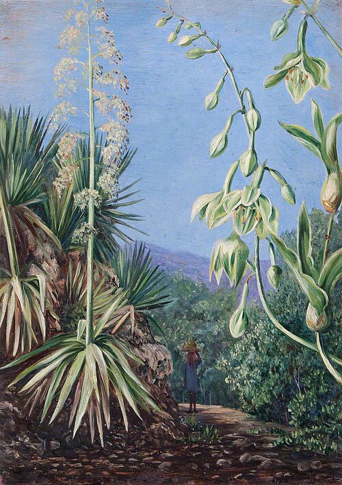 Mountain Path with (as yet) Unidentified Plants, , Marianne North