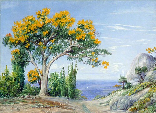 Study of the West Australian Flame-Tree or Fire-Tree, , Marianne North