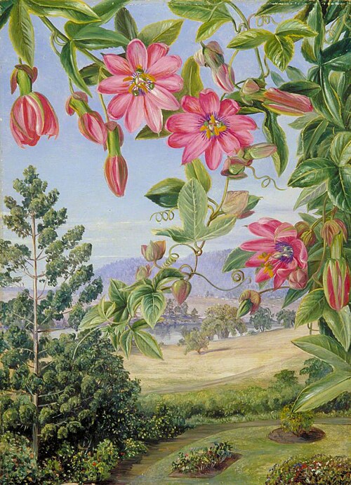 View in the Brisbane Botanic Garden, , Marianne North