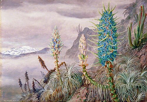The Blue Puya and Cactus at Home in the Cordilleras, near Apoquindo, Chili, , Marianne North
