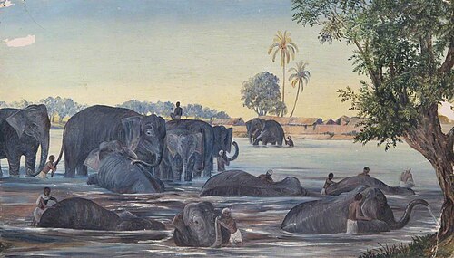 Elephants, , Marianne North