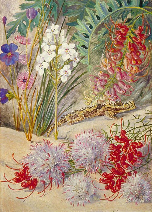 West Australian Sand-Loving Plants, , Marianne North