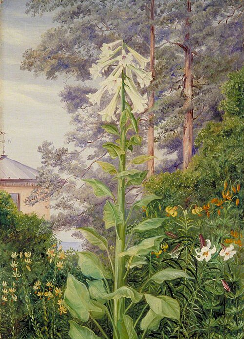 The Giant and Other Lilies in Dr Allman's Garden at Parkstone, Dorset, , Marianne North