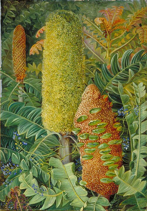 West Australian Shrubs, , Marianne North
