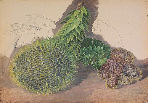 Male Cones of Araucaria araucana, 1884, Marianne North