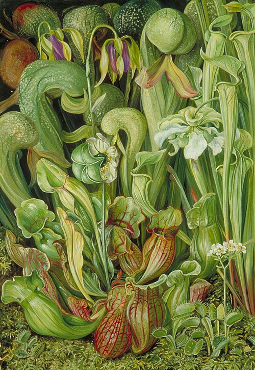 North American Carnivorous Plants, , Marianne North