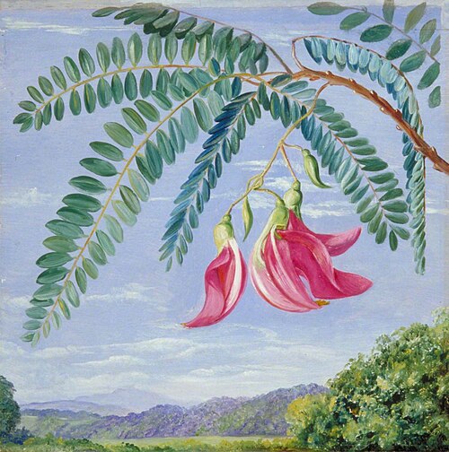 Foliage and Flowers of a Tree Commonly Cultivated in Warm Countries, , Marianne North