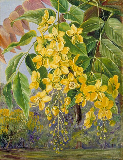 Foliage and Flowers and a Pod of the Amaltas or Indian Laburnum, , Marianne North