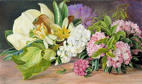Flowers of North American Trees and Shrubs, , Marianne North