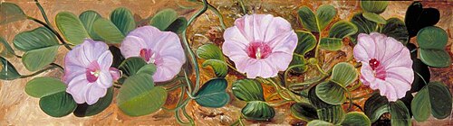 A Sand-Binding Plant of Tropical Shores, , Marianne North